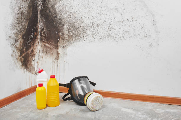 Best Mold Remediation  in Trinity, NC