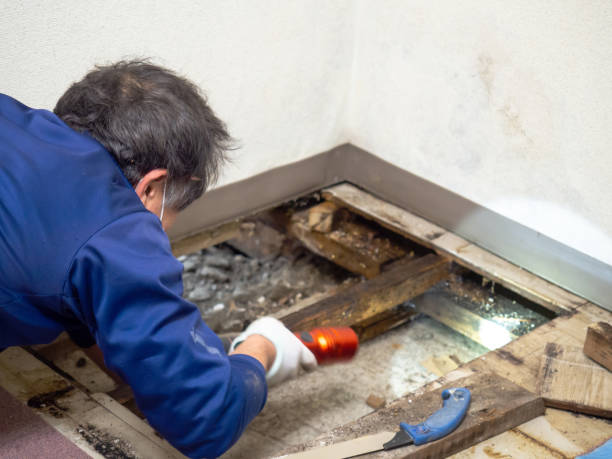 Best Residential Mold Removal  in Trinity, NC
