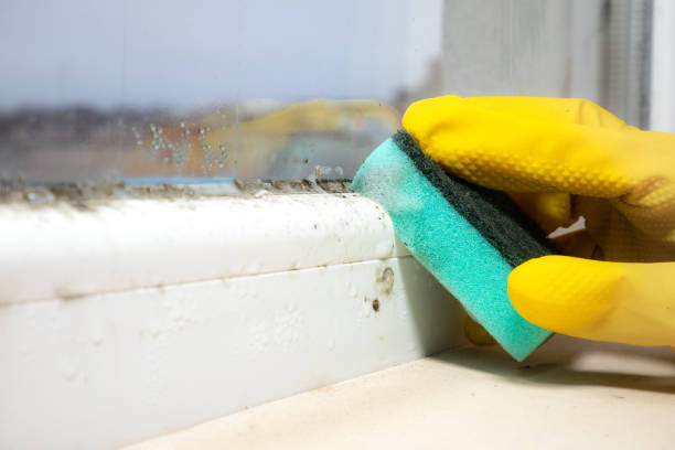 Best Crawl Space Mold Removal  in Trinity, NC