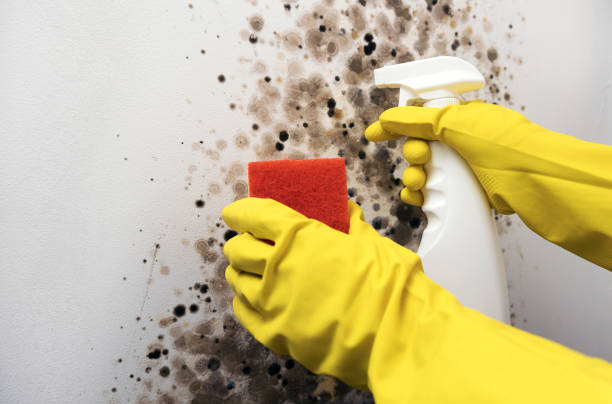 Professional Mold Removal in Trinity, NC