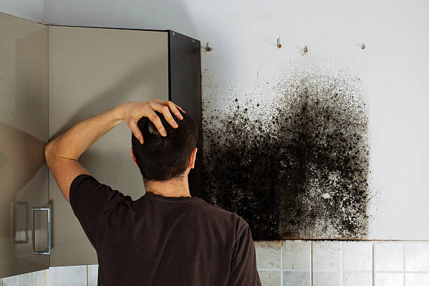 Attic Mold Removal in Trinity, NC